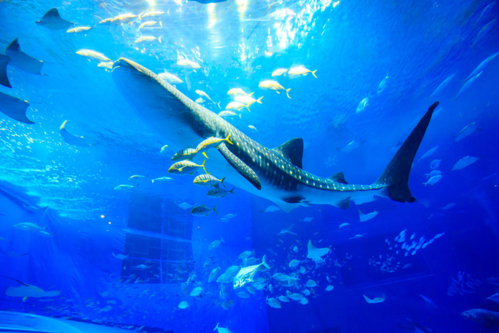 海洋博公園（沖縄美ら海水族館）『巨大アクリルパネル』