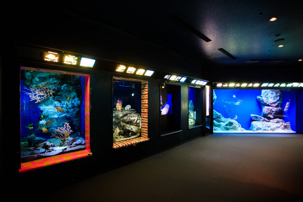 海洋博公園（沖縄美ら海水族館）『深海への旅　個水槽』