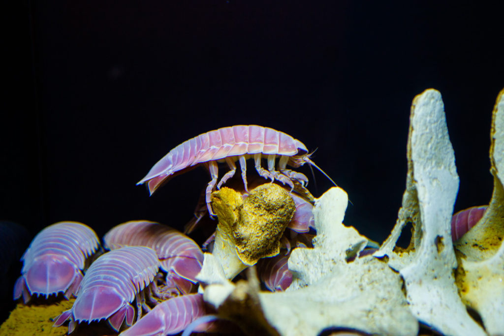 海洋博公園（沖縄美ら海水族館）『深海の小さな生き物』