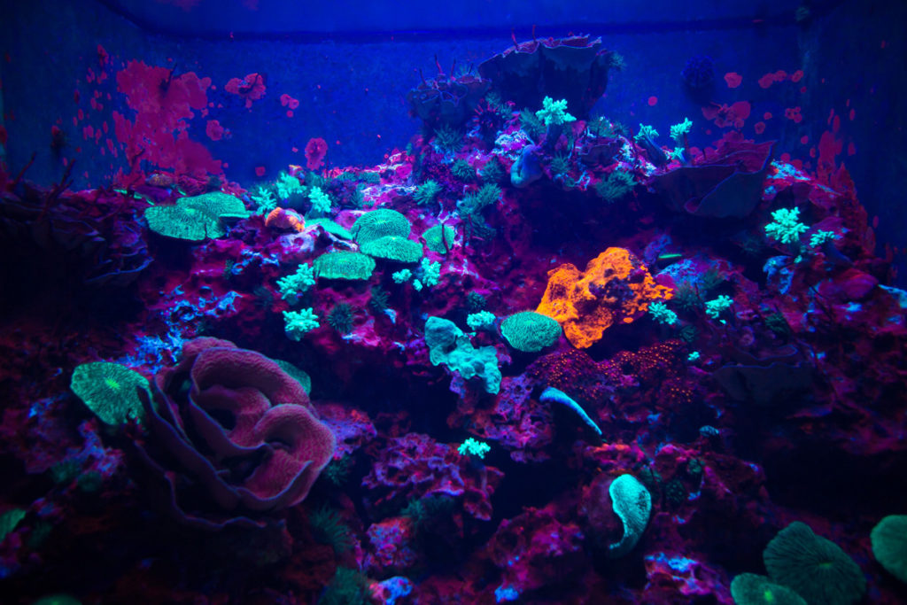沖縄美ら海水族館　『海のプラネタリウム』