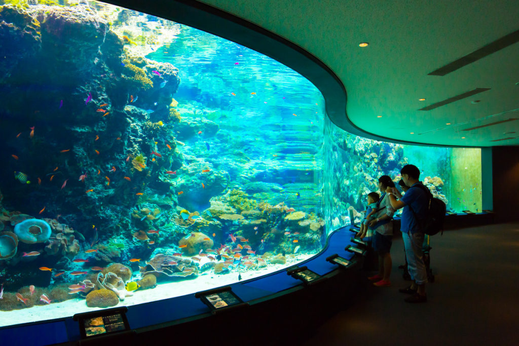 海洋博公園（沖縄美ら海水族館）『サンゴの海』