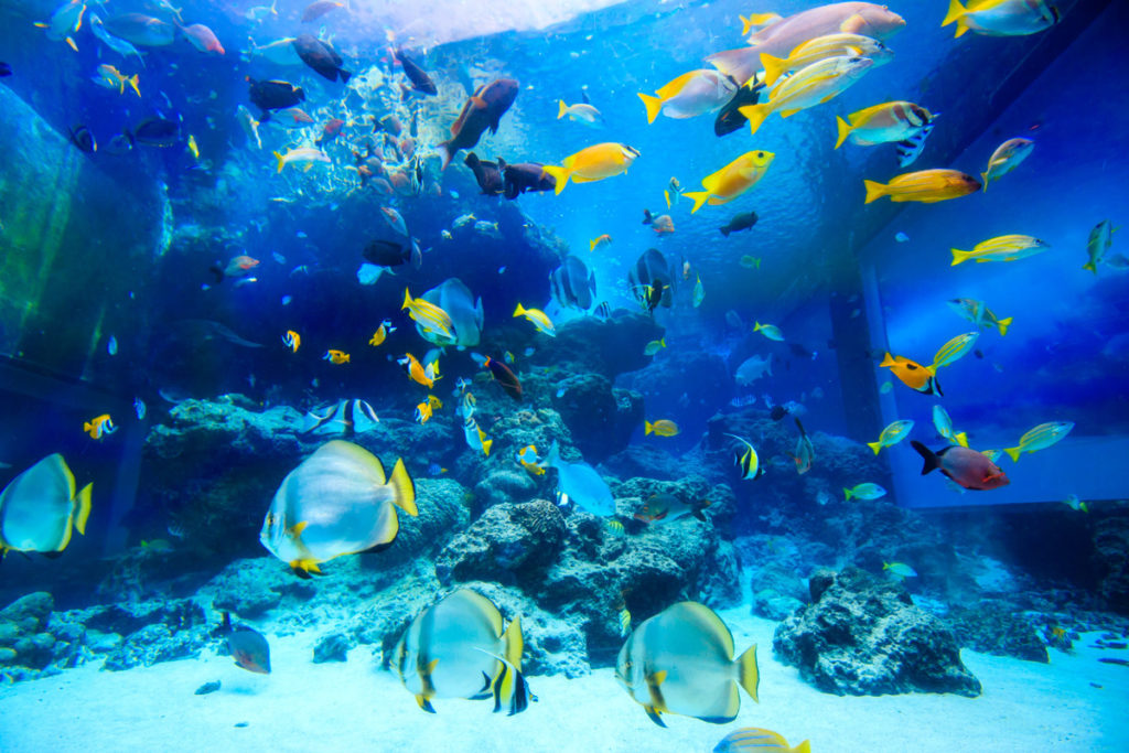 海洋博公園（沖縄美ら海水族館）『熱帯魚の海』