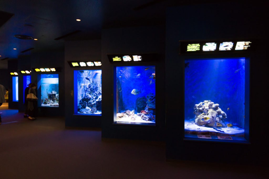 海洋博公園（沖縄美ら海水族館）『サンゴ礁への旅　個水槽』