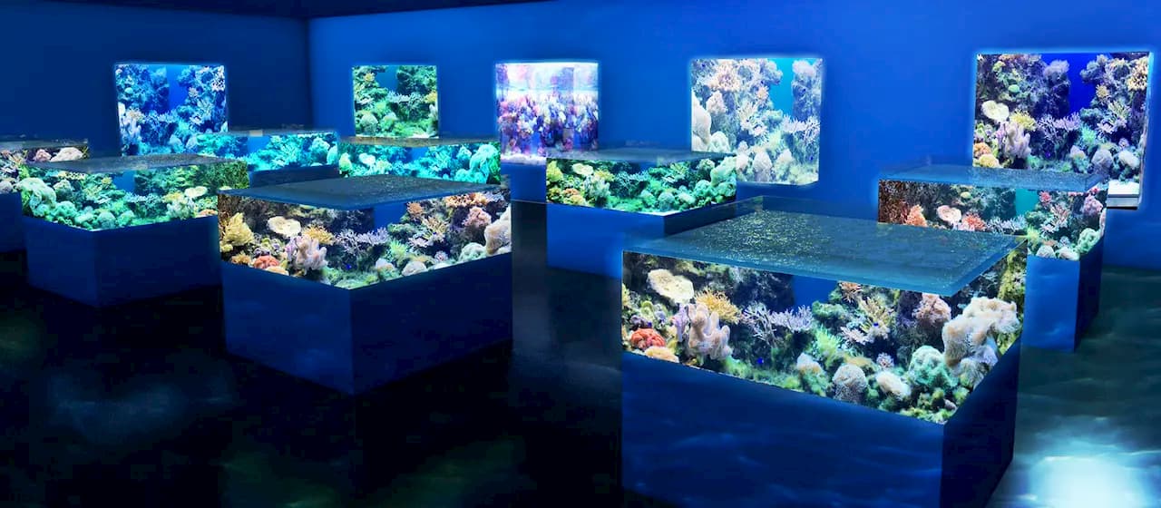 遂に第二の美ら海水族館 那覇空港から車で約分に新水族館誕生 Boshitabi